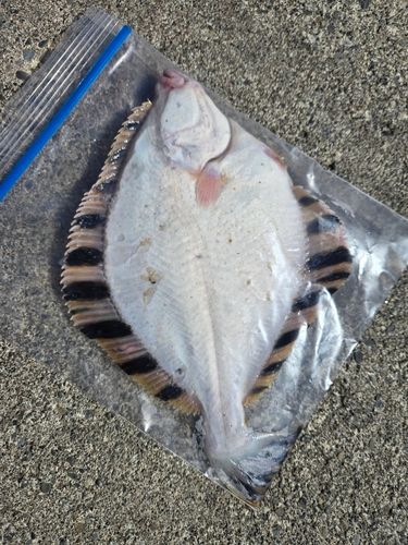 カレイの釣果