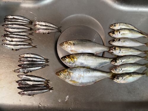 カタクチイワシの釣果