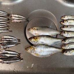 カタクチイワシ