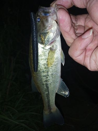 ラージマウスバスの釣果