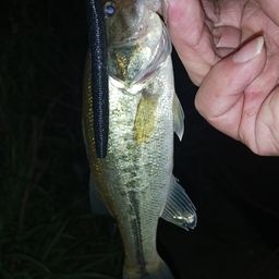 ラージマウスバス