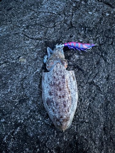 コウイカの釣果
