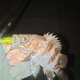 メバル