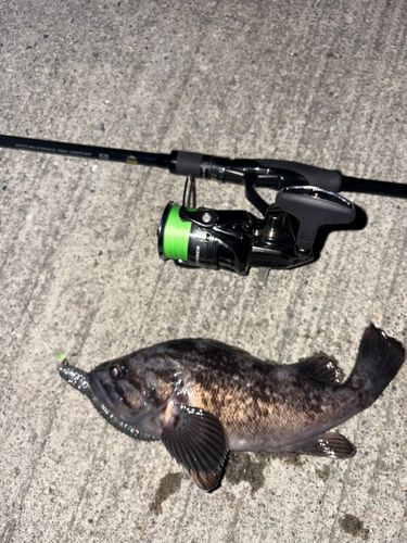 クロソイの釣果