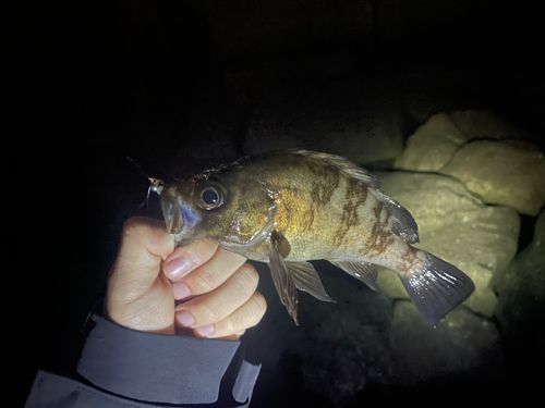 メバルの釣果