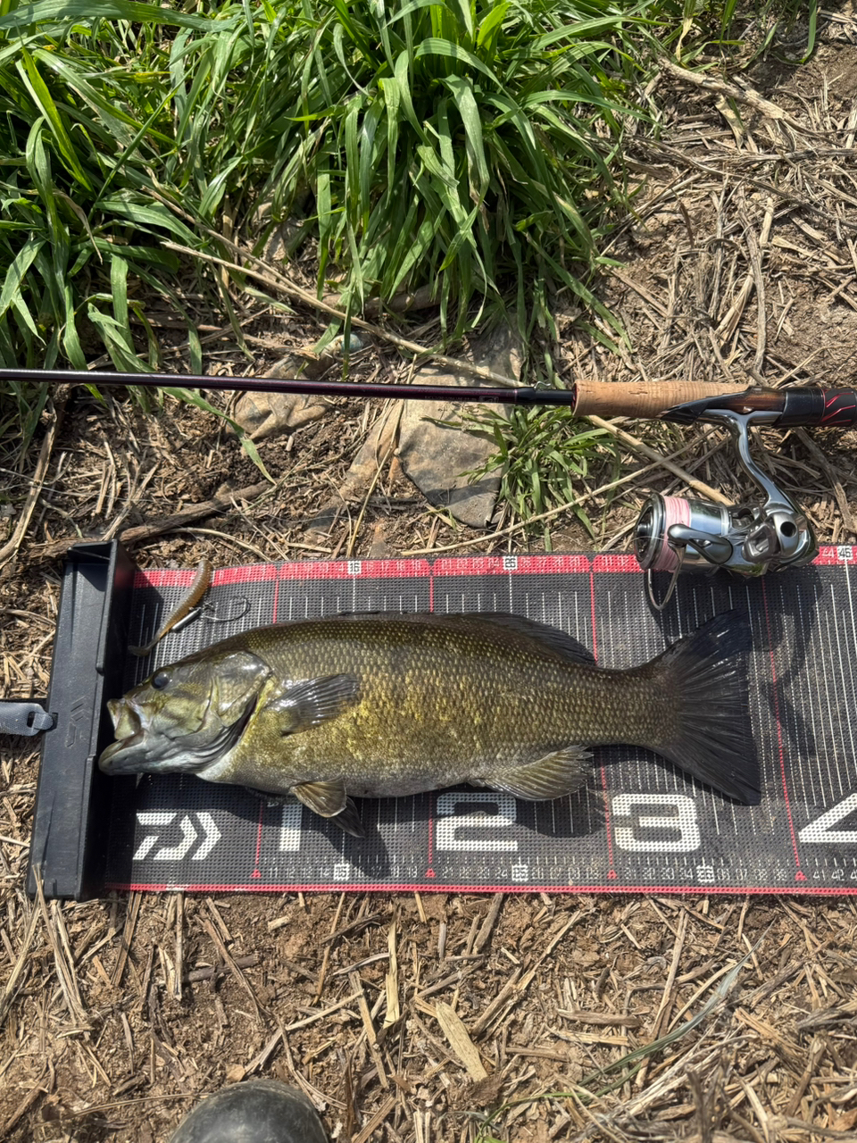 DAIWA 21スティーズ（スピニングモデル） SC S64L-SV・STの最