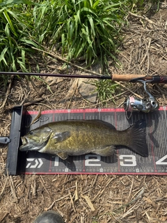 スモールマウスバスの釣果