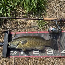 スモールマウスバス