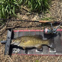 スモールマウスバス