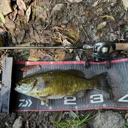 スモールマウスバス