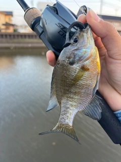 ブルーギルの釣果