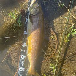 ブラウントラウト