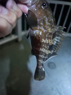 キジハタの釣果