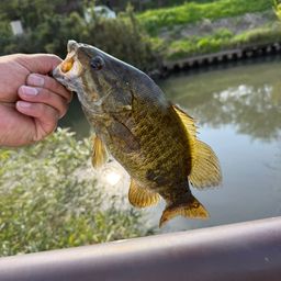 スモールマウスバス