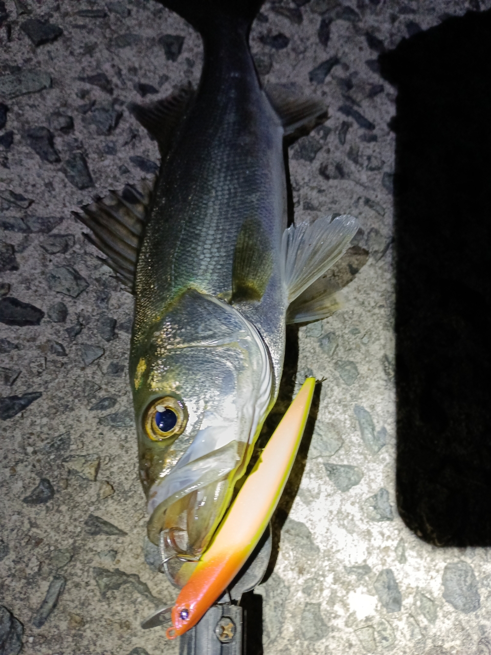 SHIMANO 21エクスセンス 4000MXGの最安値・インプレ・釣果