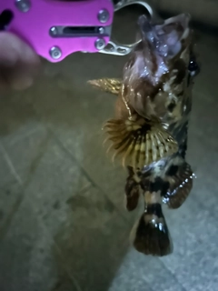ソイの釣果