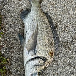 ミナミクロダイ