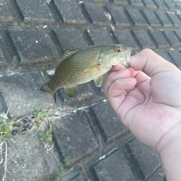 スモールマウスバス