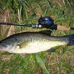 ラージマウスバス