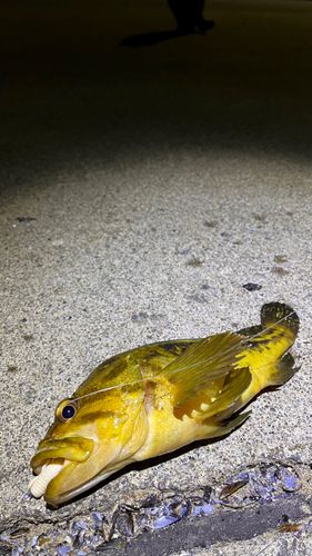 シマソイの釣果