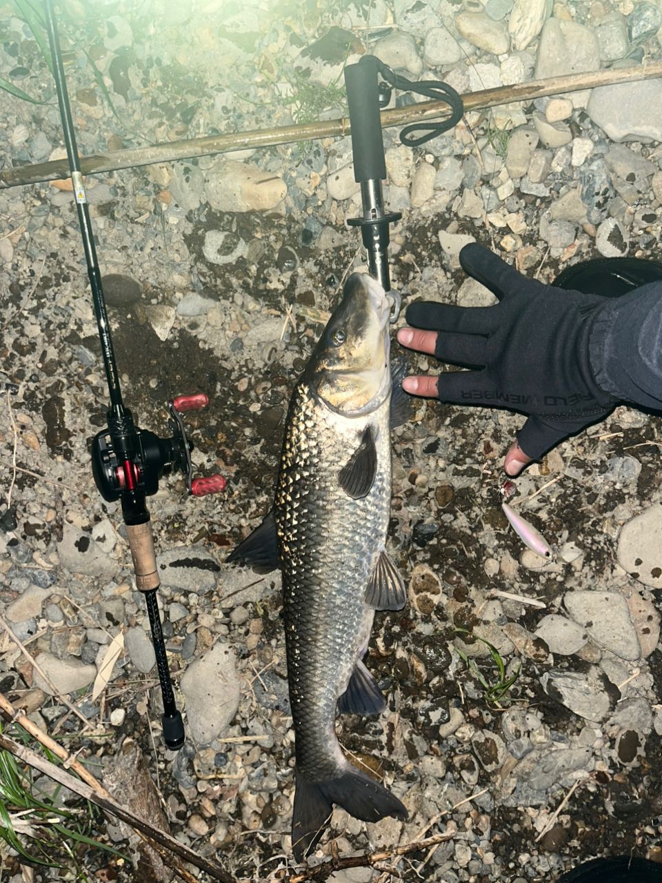 AbuGarcia エラディケーター ベイトフィネス EBTC-610LTの釣果一覧