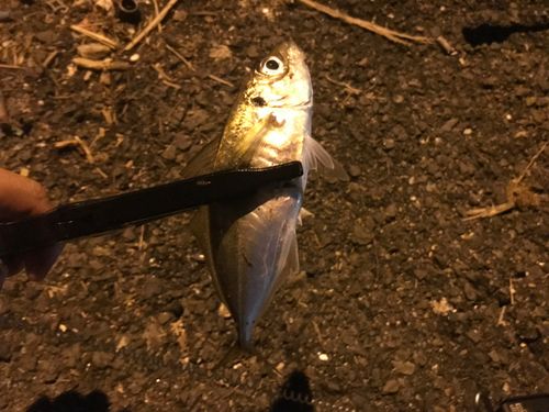 マアジの釣果