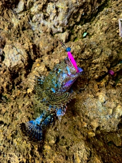 イヌカサゴの釣果