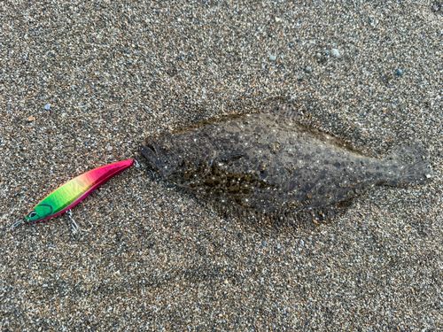 ソゲの釣果