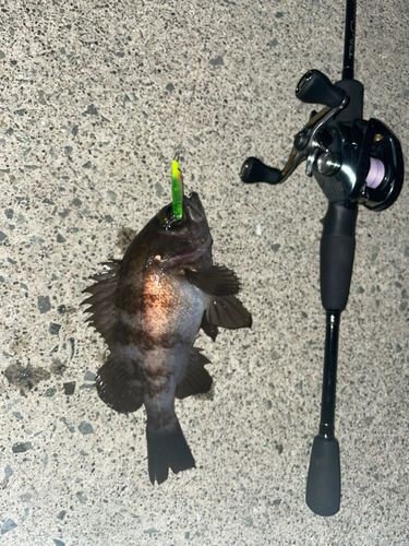 シロメバルの釣果