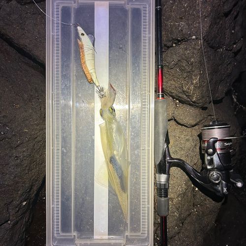 ヤリイカの釣果