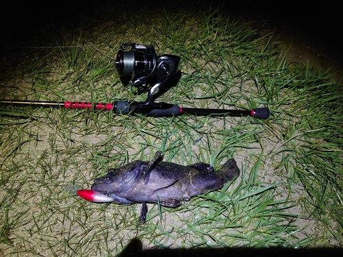 クロソイの釣果