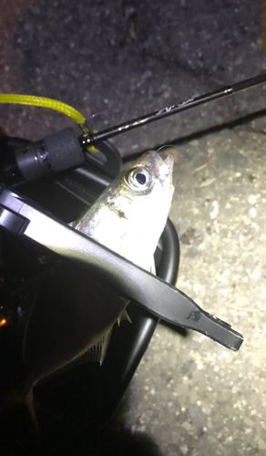 マアジの釣果