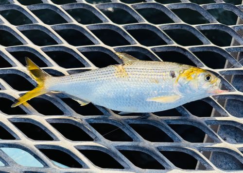 コノシロの釣果