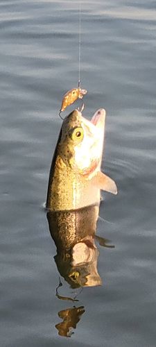 ニジマスの釣果