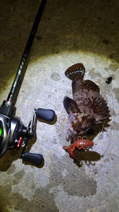 オウゴンムラソイの釣果