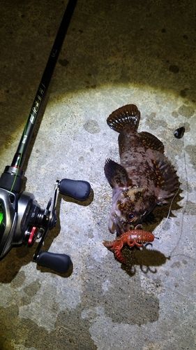 オウゴンムラソイの釣果