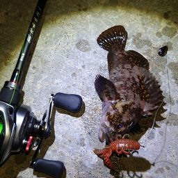 オウゴンムラソイ