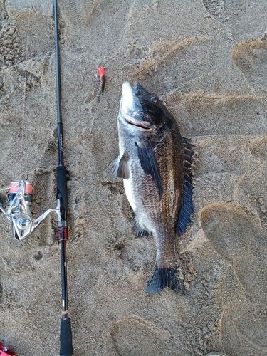 チヌの釣果