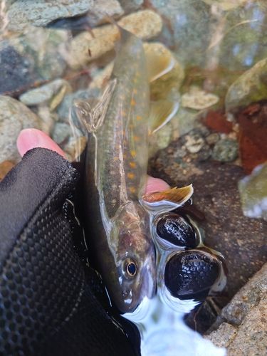 イワナの釣果