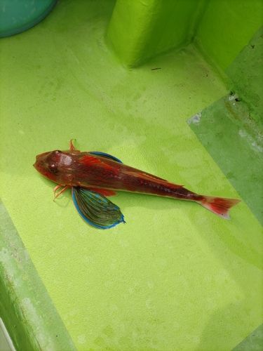 ホウボウの釣果