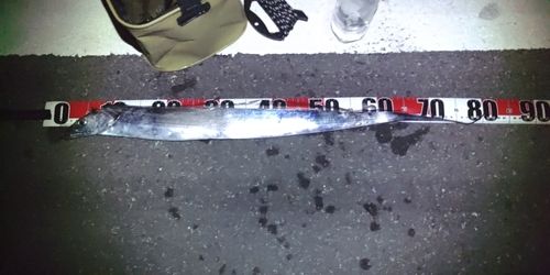 タチウオの釣果