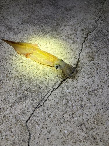 ササイカの釣果