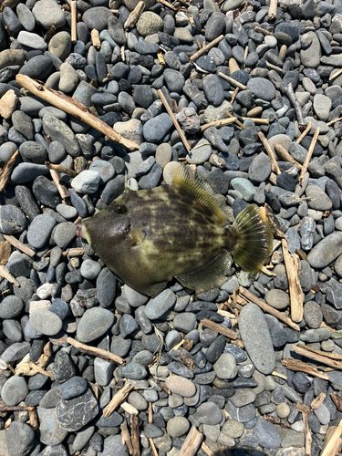 カワハギの釣果