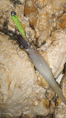 ヤリイカの釣果