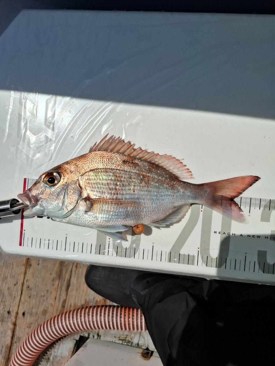てっしー4905さんの釣果 2枚目の画像