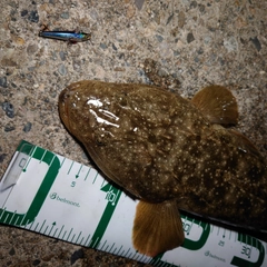 マゴチの釣果