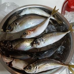 シーバス
