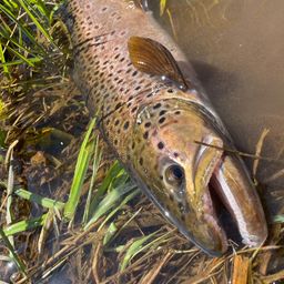 ブラウントラウト