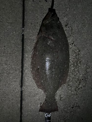 ヒラメの釣果