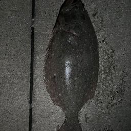 ヒラメ